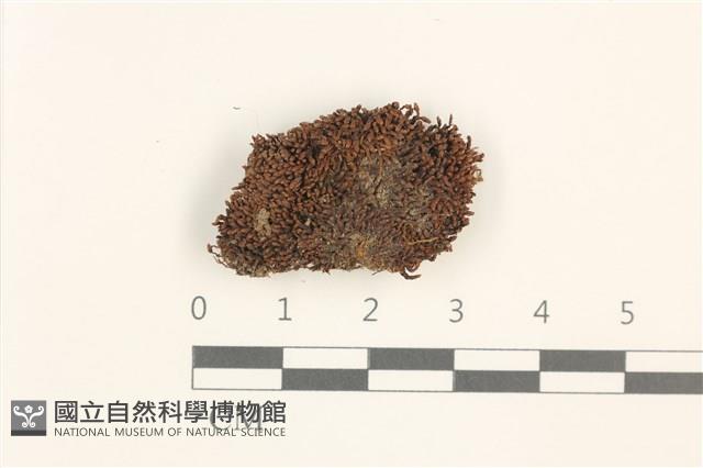 登錄號:B00018163藏品圖，第1張