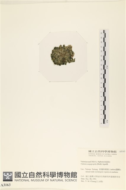 法囊藻藏品圖，第3張