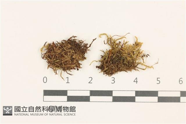 登錄號:B00009563藏品圖，第1張