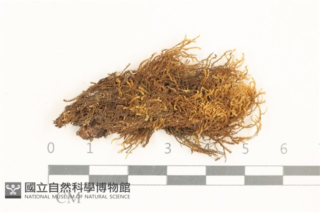 齒邊廣萼苔藏品圖，第1張