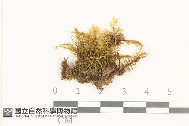 粗齒雉尾蘚藏品圖，第1張