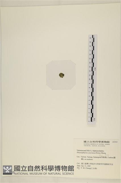 網球藻藏品圖，第3張