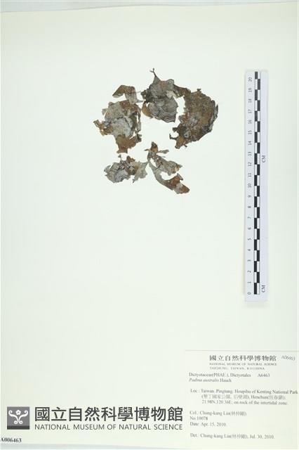 南方團扇藻藏品圖，第1張