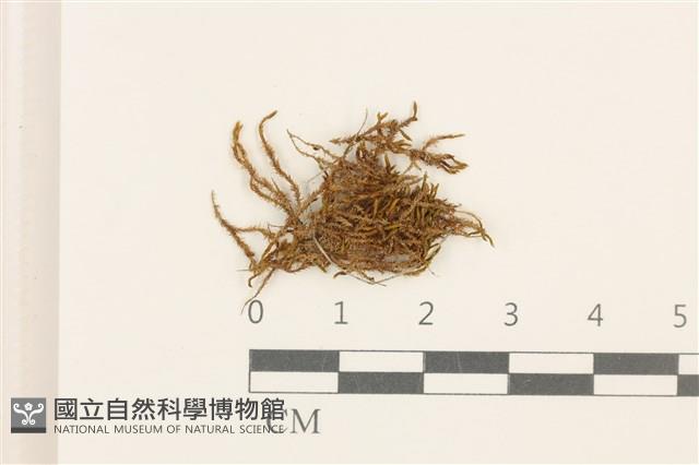 登錄號:B00014463藏品圖，第1張