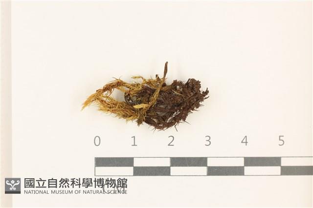 登錄號:B00013463藏品圖，第1張