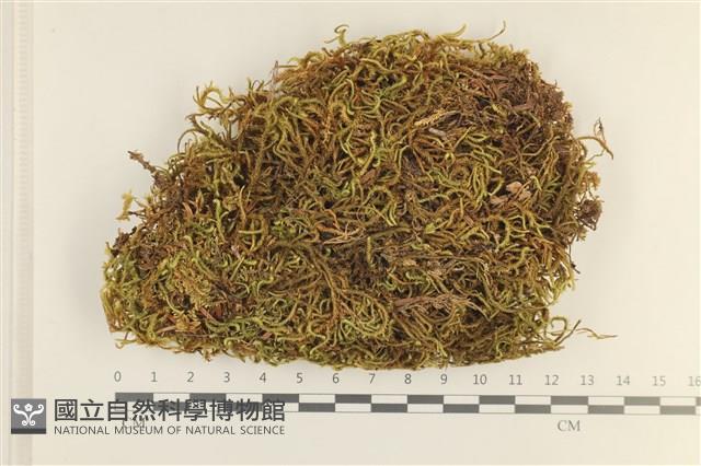 臺灣逆毛蘚藏品圖，第1張