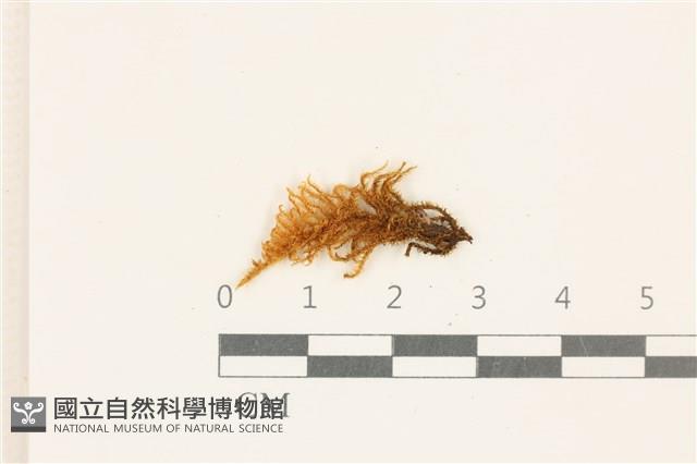 登錄號:B00005763藏品圖，第1張