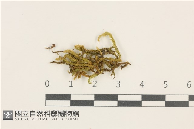 登錄號:B00009603藏品圖，第1張