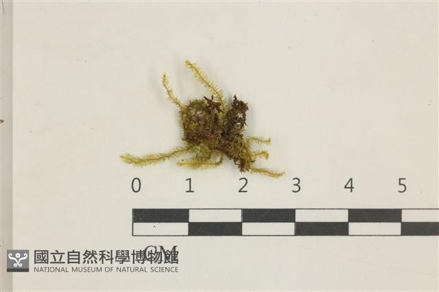 登錄號:B00014603藏品圖，第1張