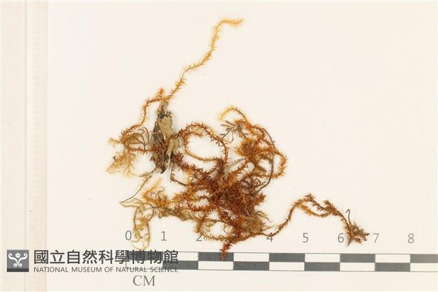 登錄號:B00004603藏品圖，第1張