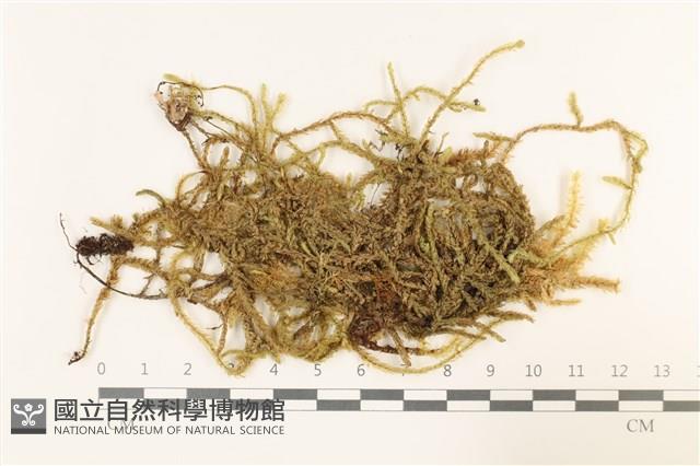 登錄號:B00005603藏品圖，第1張