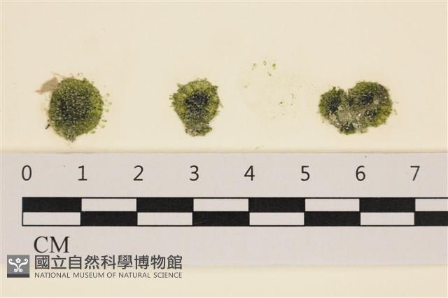 小松藻藏品圖，第1張