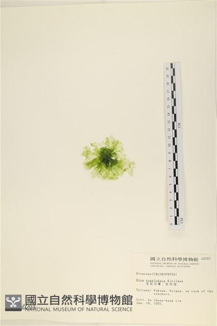 茶花石蓴, 牡丹菜藏品圖，第3張