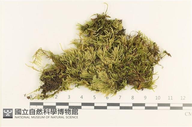 登錄號:B00013203藏品圖，第1張