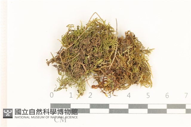 登錄號:B00006003藏品圖，第1張