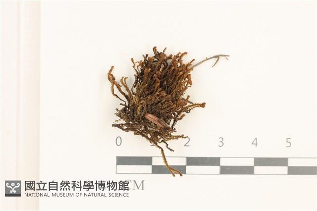 登錄號:B00019103藏品圖，第1張