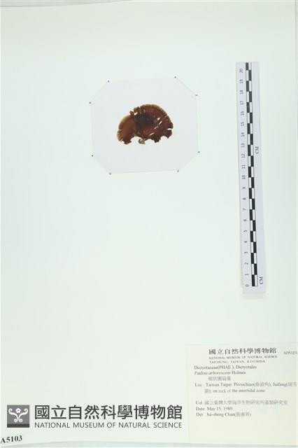 樹狀團扇藻藏品圖，第3張