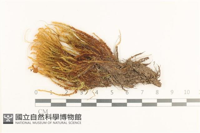 珠蘚科藏品圖，第1張