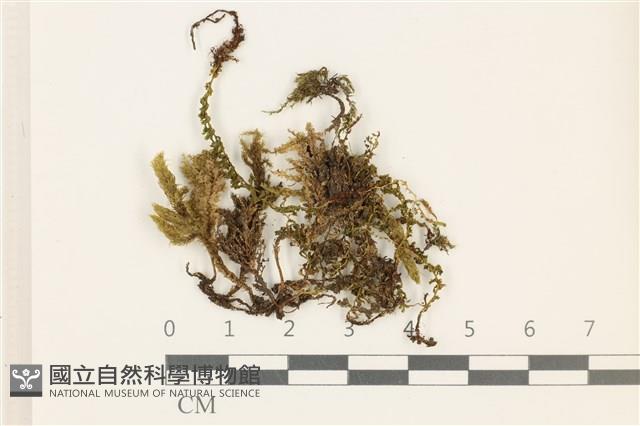 登錄號:B00015503藏品圖，第1張
