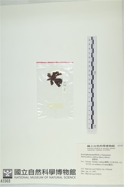 網胰藻藏品圖，第3張
