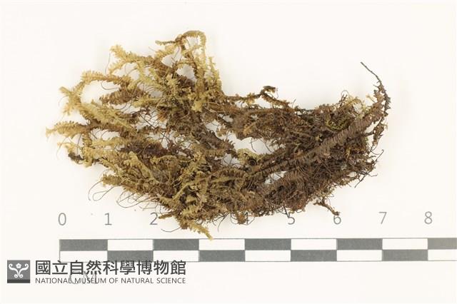 鞭苔,三裂鞭苔藏品圖，第1張