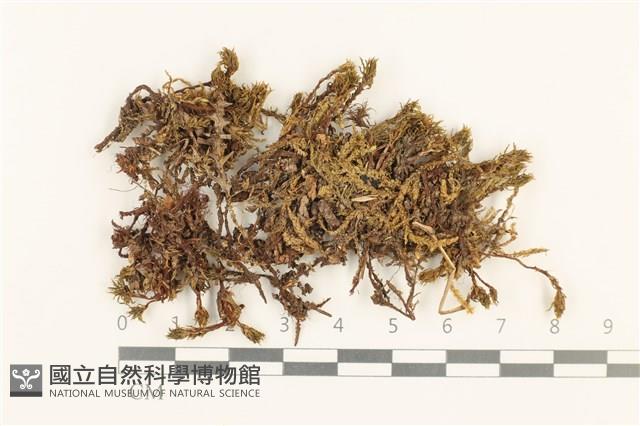 登錄號:B00018403藏品圖，第1張