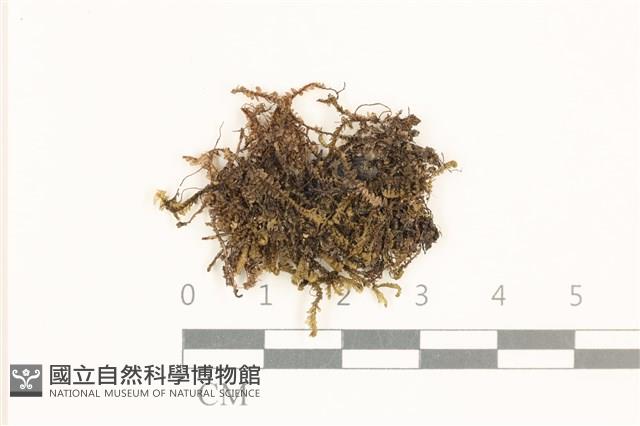 鞭枝曲柄蘚藏品圖，第1張