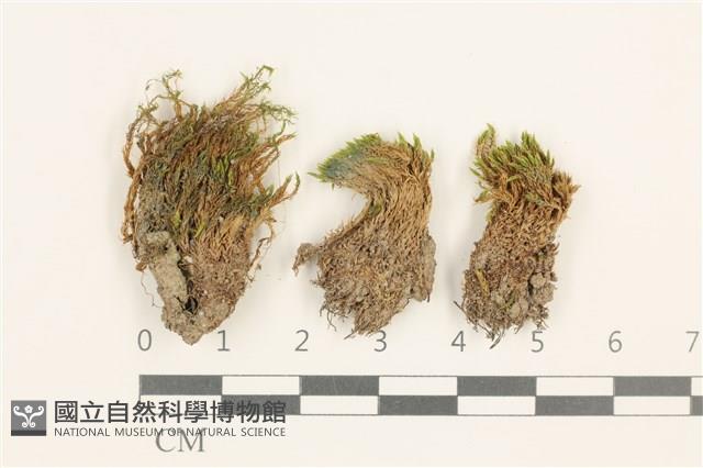 登錄號:B00017403藏品圖，第1張