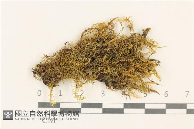 粗齒雉尾蘚藏品圖，第1張