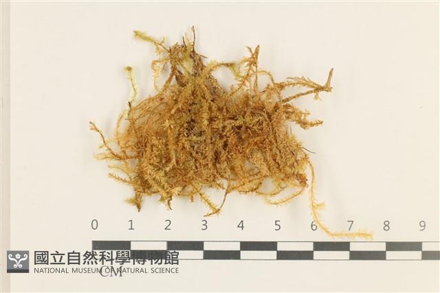 登錄號:B00011403藏品圖，第1張