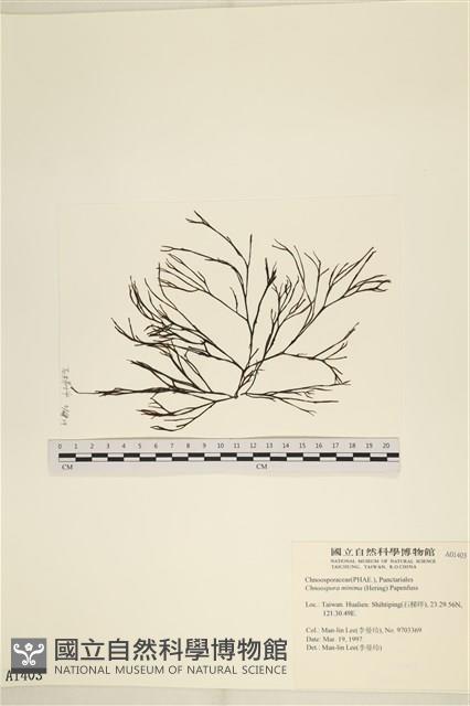 小毛孢藻, 小鹿角苔藏品圖，第1張