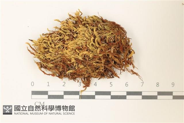 沼澤皺蒴蘚藏品圖，第1張