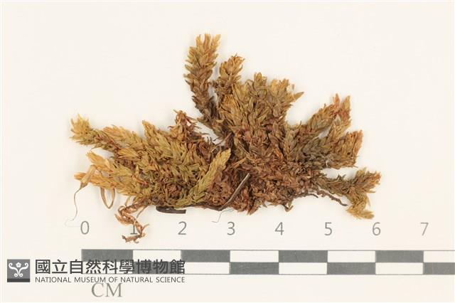 登錄號:B00003403藏品圖，第1張