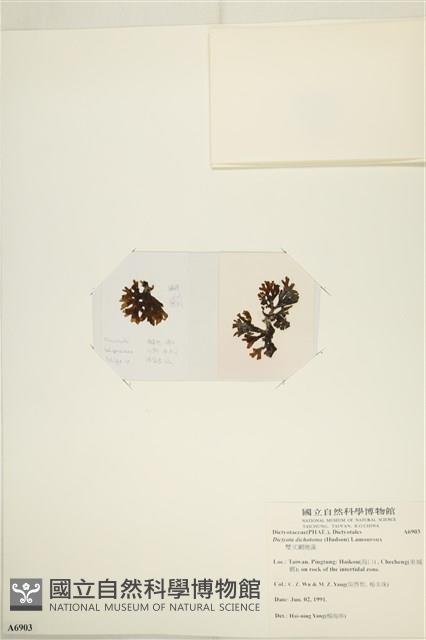 網目藻藏品圖，第3張