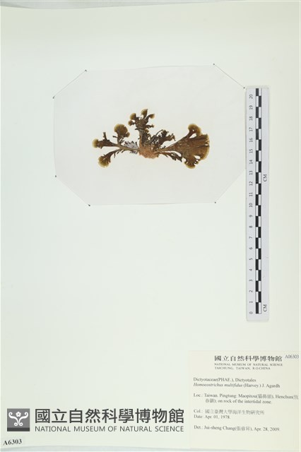 多扇藻藏品圖，第3張