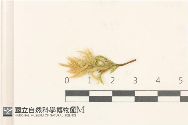 登錄號:B00017303藏品圖，第1張