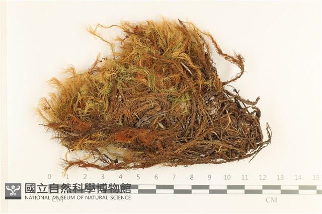 梨蒴珠蘚長形變種藏品圖，第1張