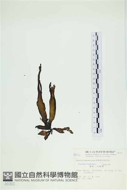 葉苔, 小海帶藏品圖，第3張