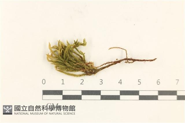 登錄號:B00016703藏品圖，第1張