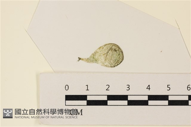 曲玉藻, 香蕉菜, 玉茄藻藏品圖，第1張