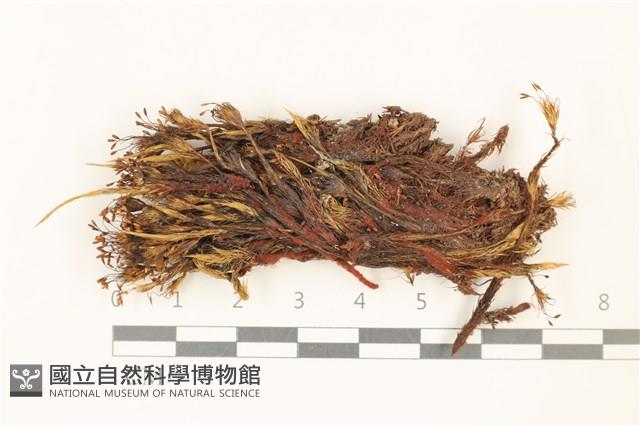 登錄號:B00021703藏品圖，第1張