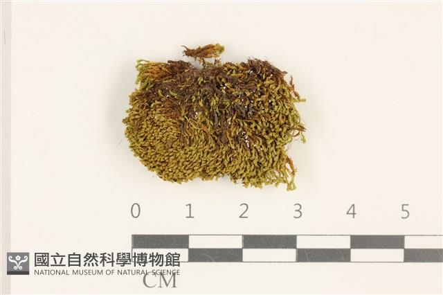 登錄號:B00013703藏品圖，第1張