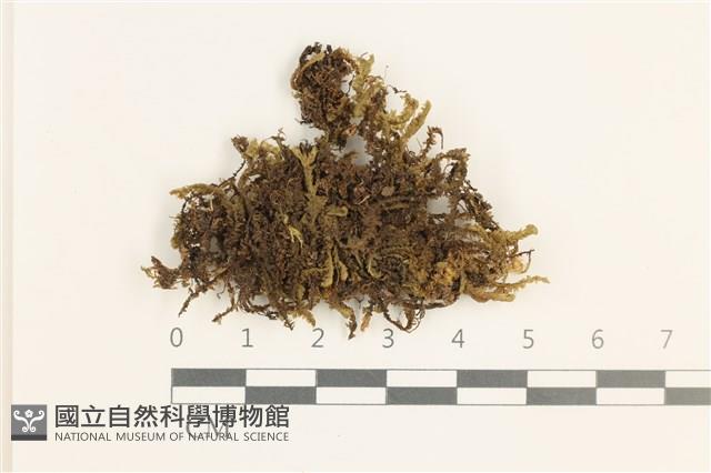 厚角鞭苔藏品圖，第1張