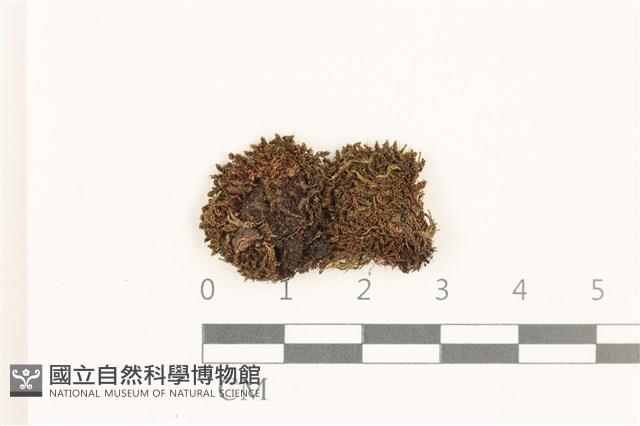 那霸短月蘚藏品圖，第1張