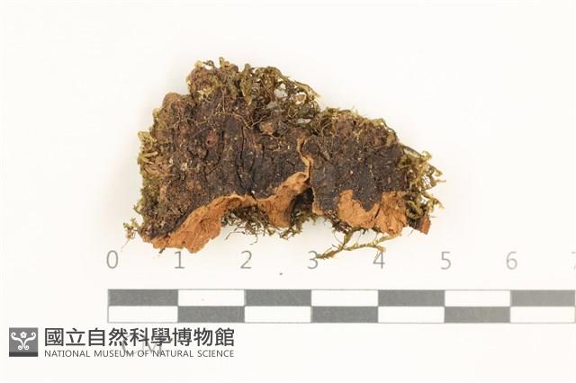 登錄號:B00019683藏品圖，第1張