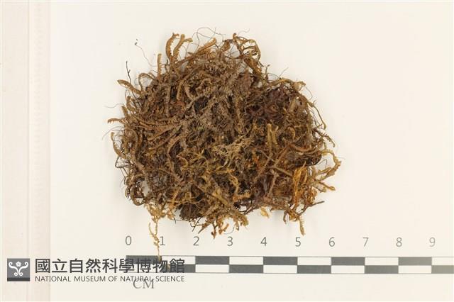 登錄號:B00016683藏品圖，第1張