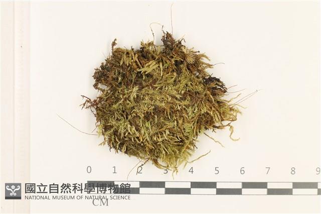 羽枝青蘚藏品圖，第1張