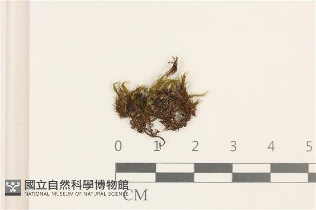 日本曲柄蘚藏品圖，第1張