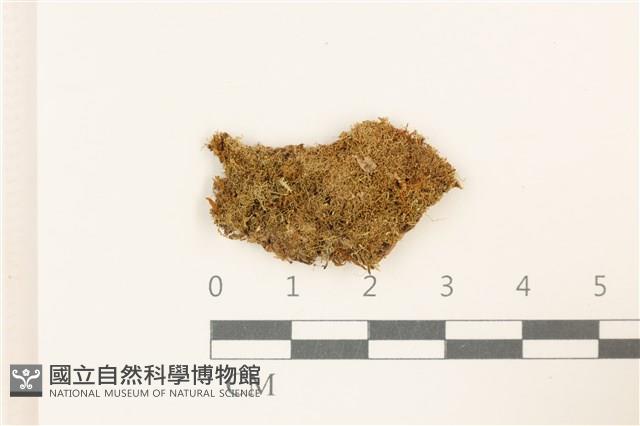 大萼苔科藏品圖，第1張