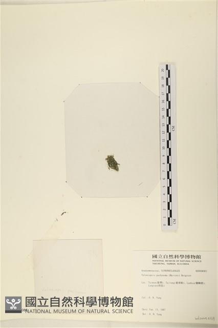 指枝藻藏品圖，第3張